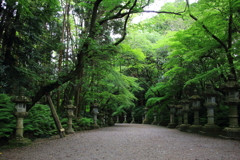 新緑の参道