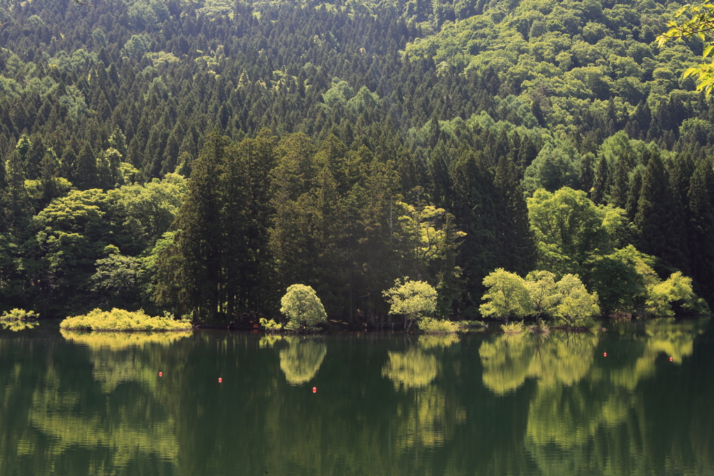 新緑の北竜湖