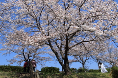 さくらがり