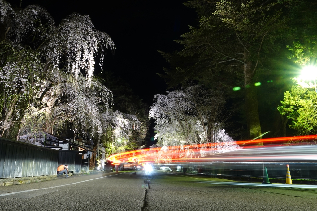 光跡と夜桜