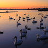 白鳥の湖