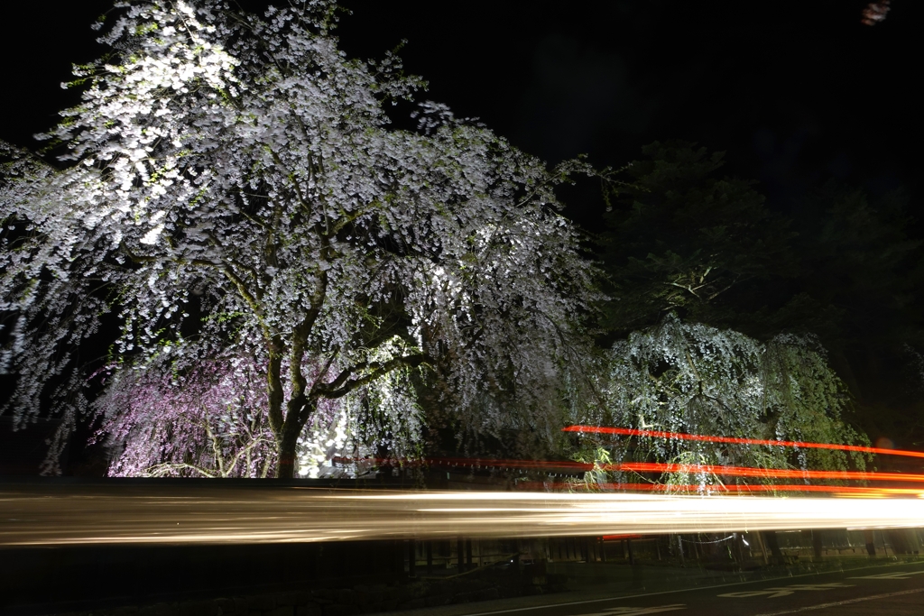 夜桜