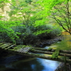 春に競う