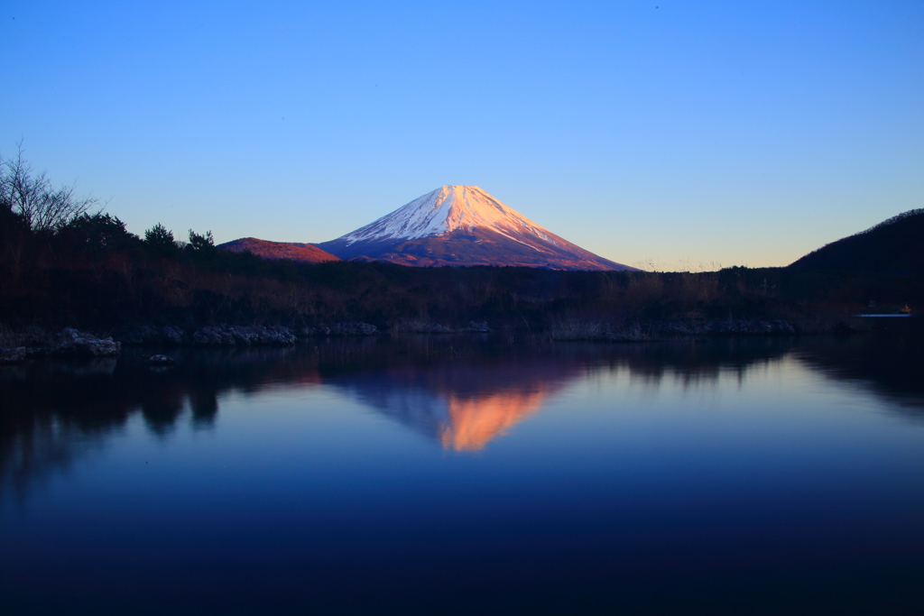 紅富士