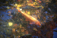 秋の鯉