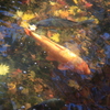 秋の鯉