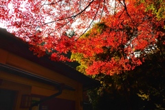 三千院 紅葉