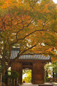大興善寺の秋