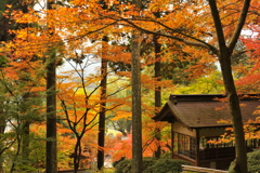 大興善寺の秋