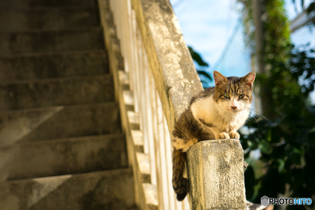 守り猫