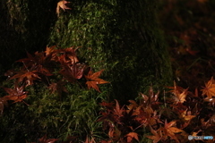 秋の終わり