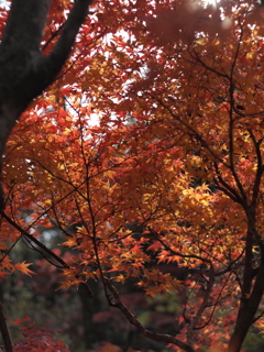 紅葉15 2017 Super-Takumar 55mmF1.8 / E-P2