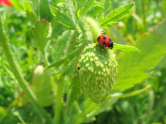 ヒナゲシの蕾とナナホシテントウ1 2009 PowerShot A70