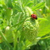 ヒナゲシの蕾とナナホシテントウ1 2009 PowerShot A70