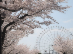 桜5 2018 PENTACON1.8/50/EP2