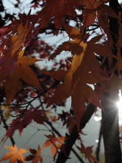 紅葉7 2016 FUJIFILM X20