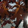 紅葉7 2016 FUJIFILM X20