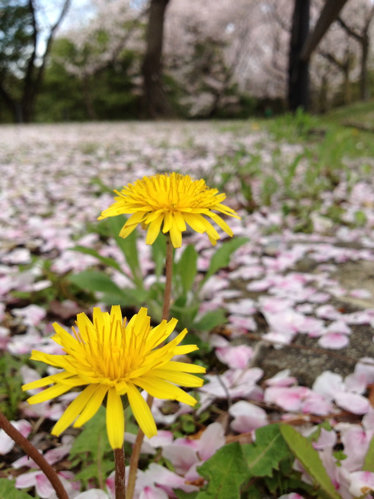 タンポポと桜1 2012 iPhone 4S