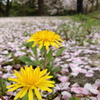 タンポポと桜1 2012 iPhone 4S
