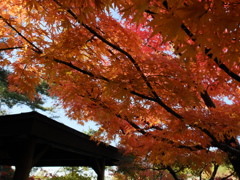 紅葉4 2016 FUJIFILM X20