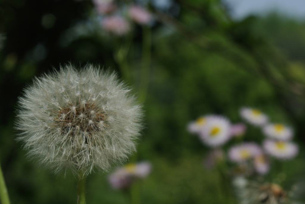 ハルジオンの綿毛1 2018 ZoomNIKKOR35-70mmF3.5-4.8