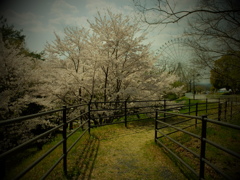桜1 2018 FUJIFILM X20