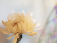 菊1 2018 MC PENTACON auto 1.8/50 / EP2