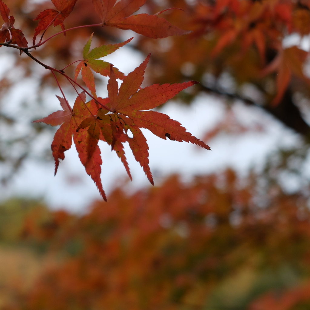紅葉2 2018 FUJIFILM X20