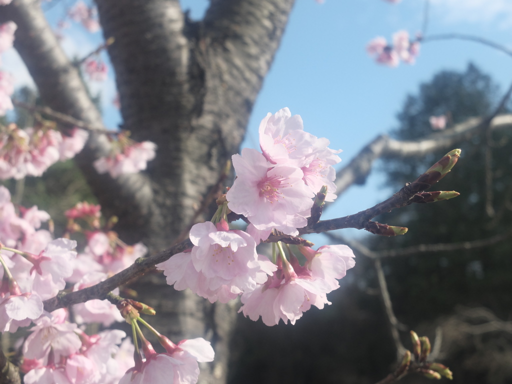 桜1 2016 FUJIFILM X20