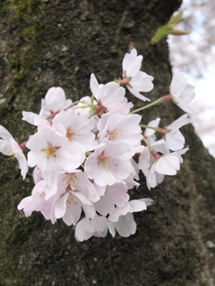 桜2 2017 FUJIFILM X20