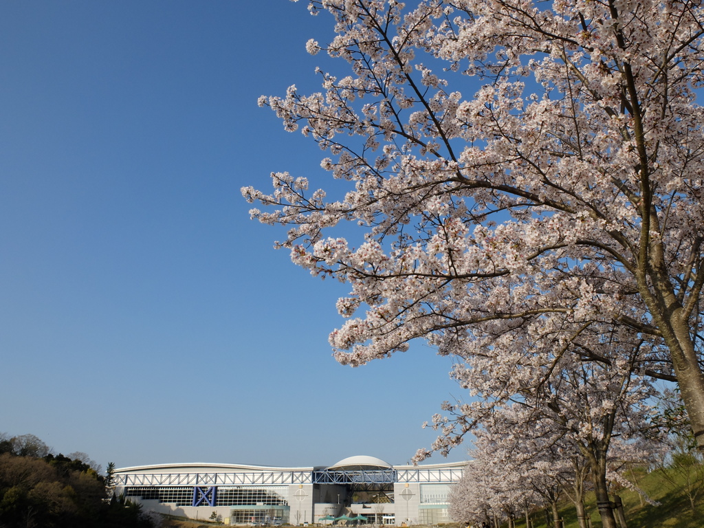 桜2 2018 FUJIFILM X20