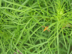 ミナミヒメヒラタアブ1 2012 PowerShot A70