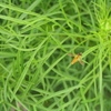ミナミヒメヒラタアブ1 2012 PowerShot A70