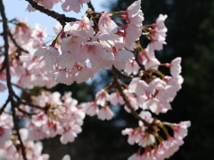 大寒桜2 2018 FUJIFILM X20