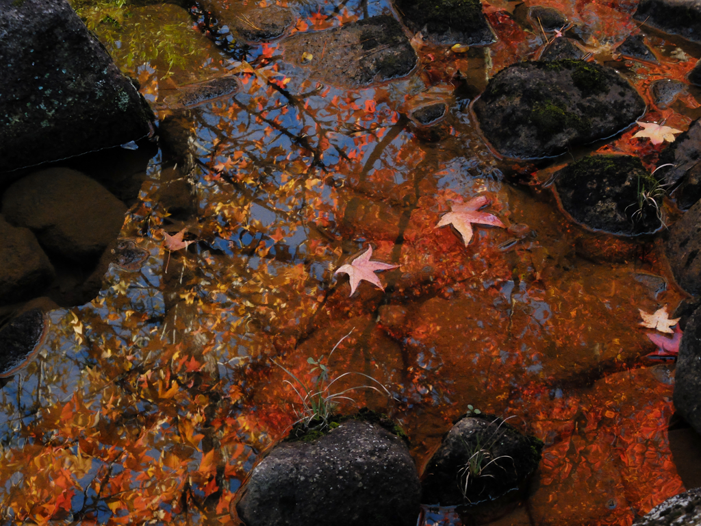 紅葉5 2016 FUJIFILM X20