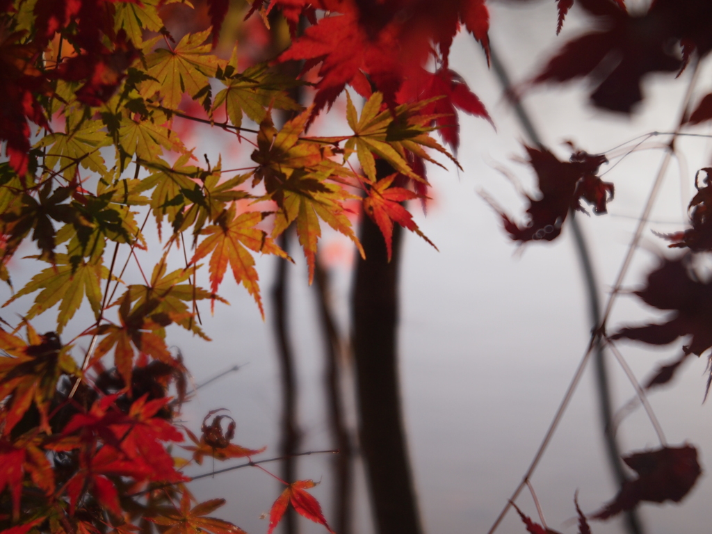 紅葉17 2019 FUJINON F2.8 3.5cm/EPM1