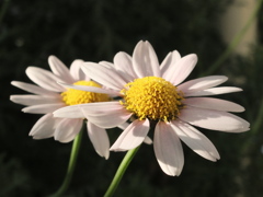 謎花1 2016 FUJIFILM X20