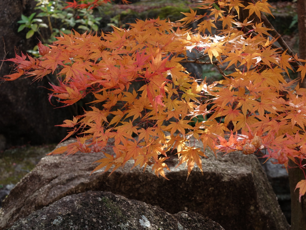 紅葉14 2017 FUJIFILM X20