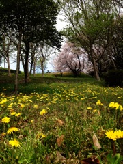 タンポポと桜2 2012 iPhone 4S