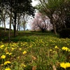 タンポポと桜2 2012 iPhone 4S