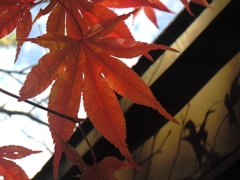 紅葉1 2015 HDC-303X