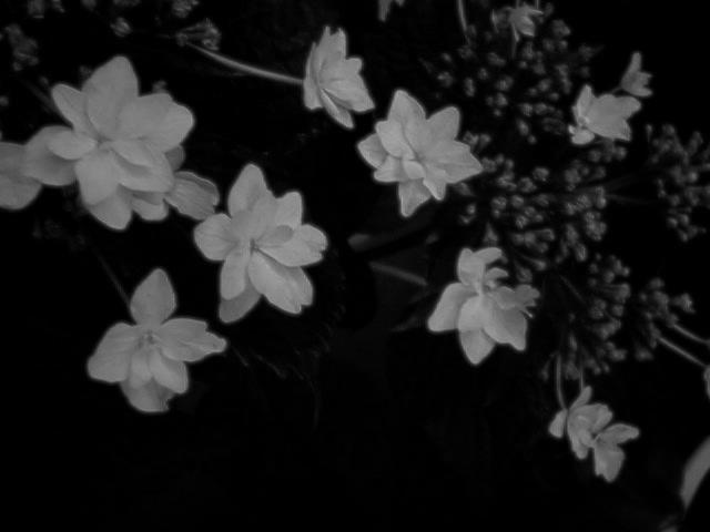 紫陽花7 2018 QV-100