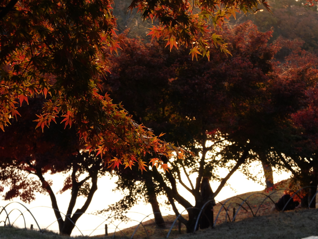 紅葉6 2018 FUJIFILM X20