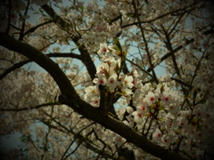 桜3 2018 FUJIFILM X20