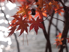 紅葉10 2017 HEXANON AR 50mmF1.7 / E-P2