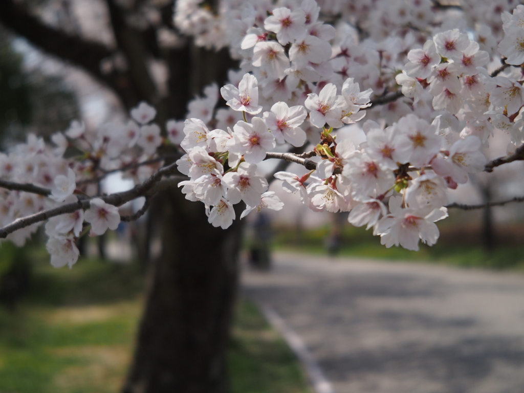 桜2 2019 FUJINON F2.8 3.5cm/EPM1