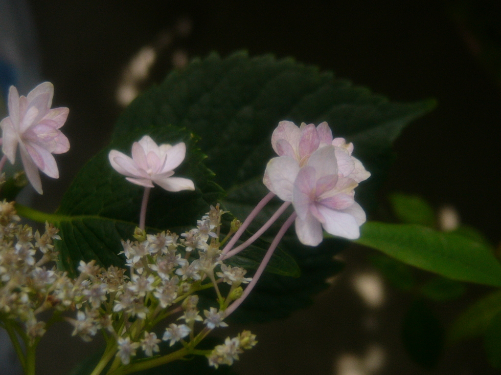 紫陽花12 2018 DMC-FZ2