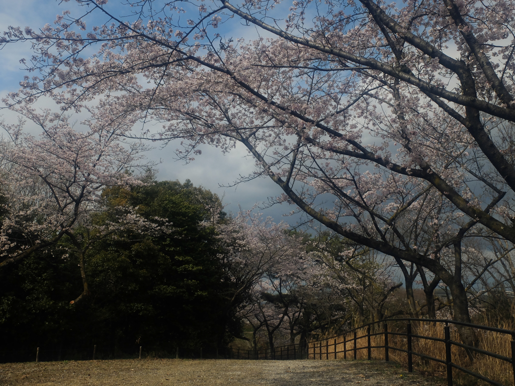 桜4 2016 FUJIFILM X20