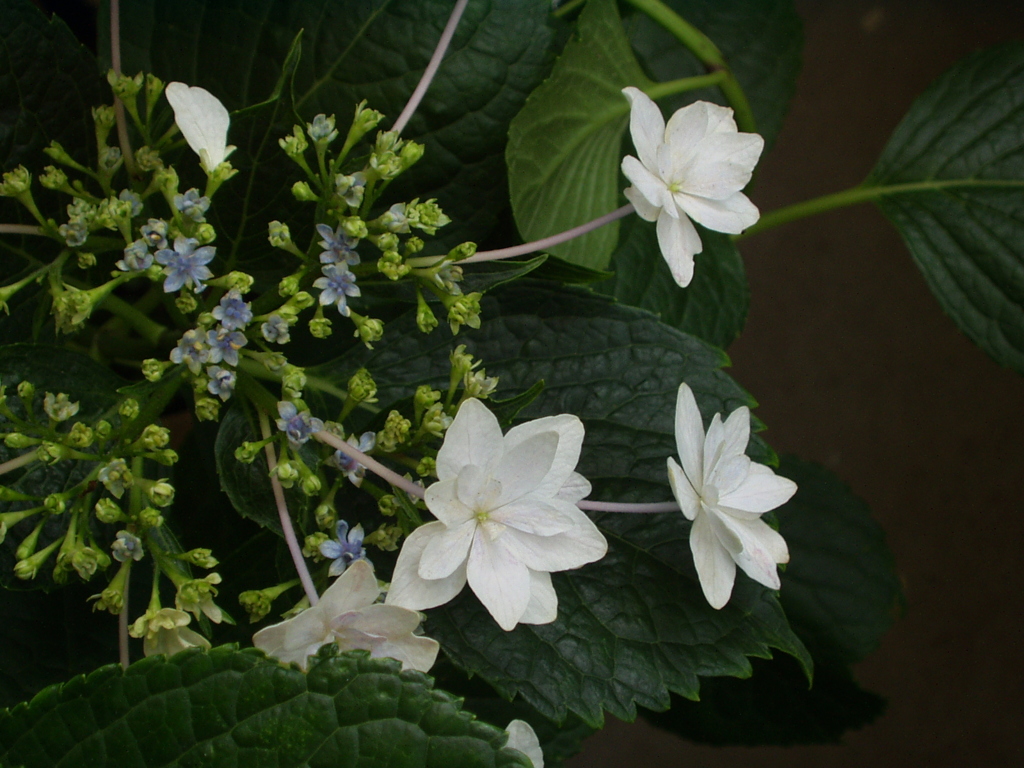 紫陽花15 2018 C-2Zoom