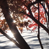 紅葉12 2017 HEXANON AR 50mmF1.7 / E-P2
